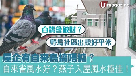 自來鳥 風水